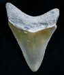 Nice Bone Valley Megalodon Tooth #5636-2